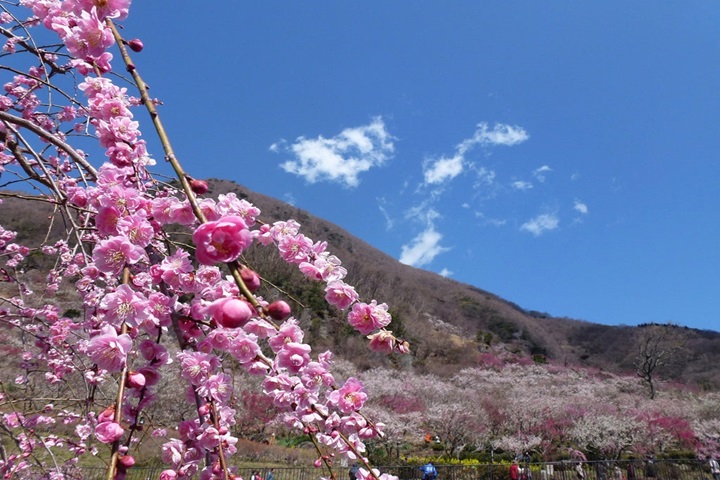 鄰近熱海的湯河原梅林捎來早春魅力。 圖:日本旅行情報局/提供