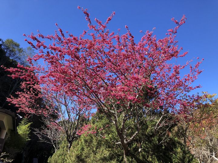 櫻花、梅花、雪花齊綻放!初春時分驚艷大雪山