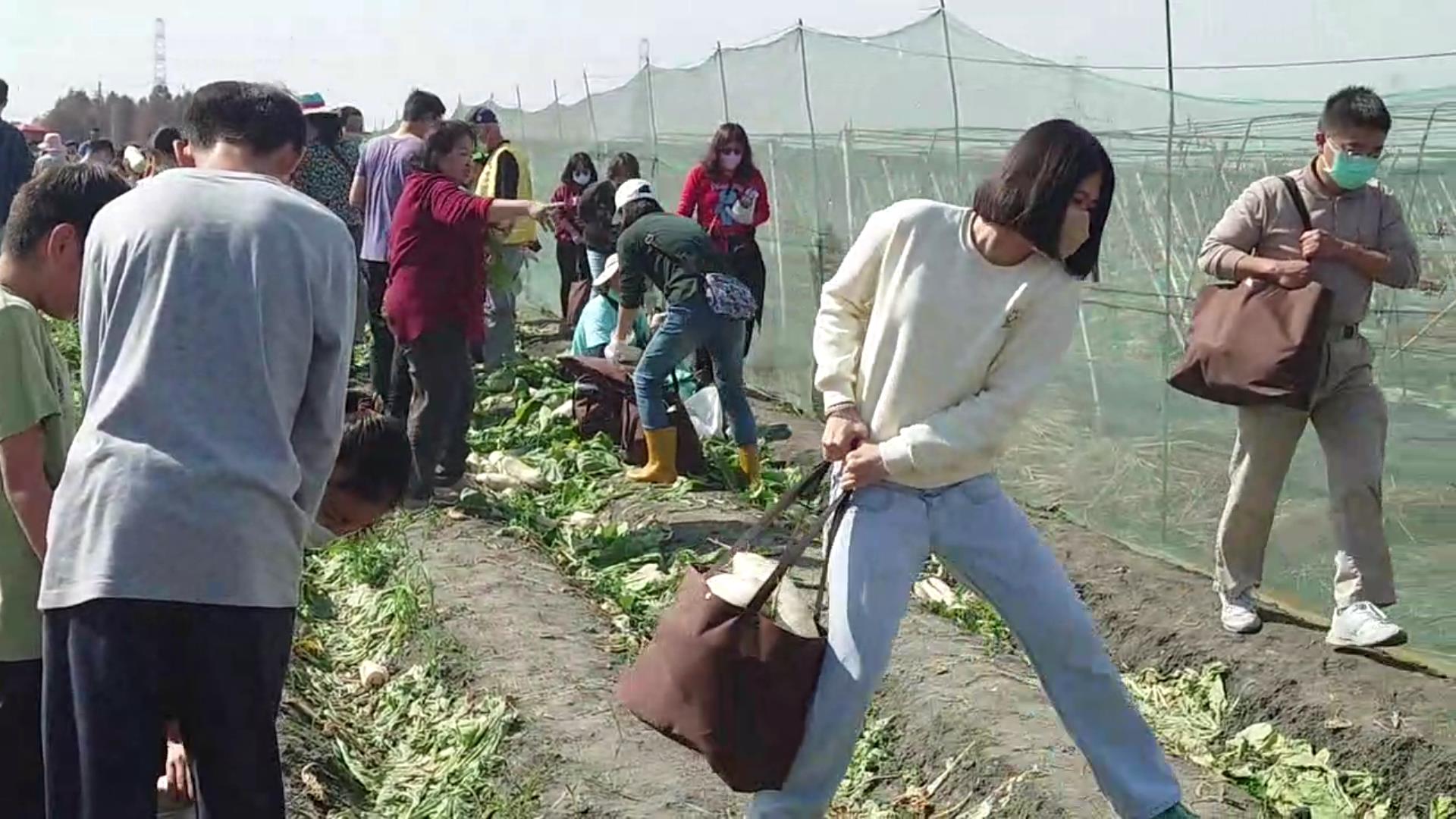 ▲台電彰化區營業處舉辦千人拔蘿蔔活動，參加人員扶老攜幼健行田野間體驗拔蘿蔔的樂趣。（記者張溎壕攝）