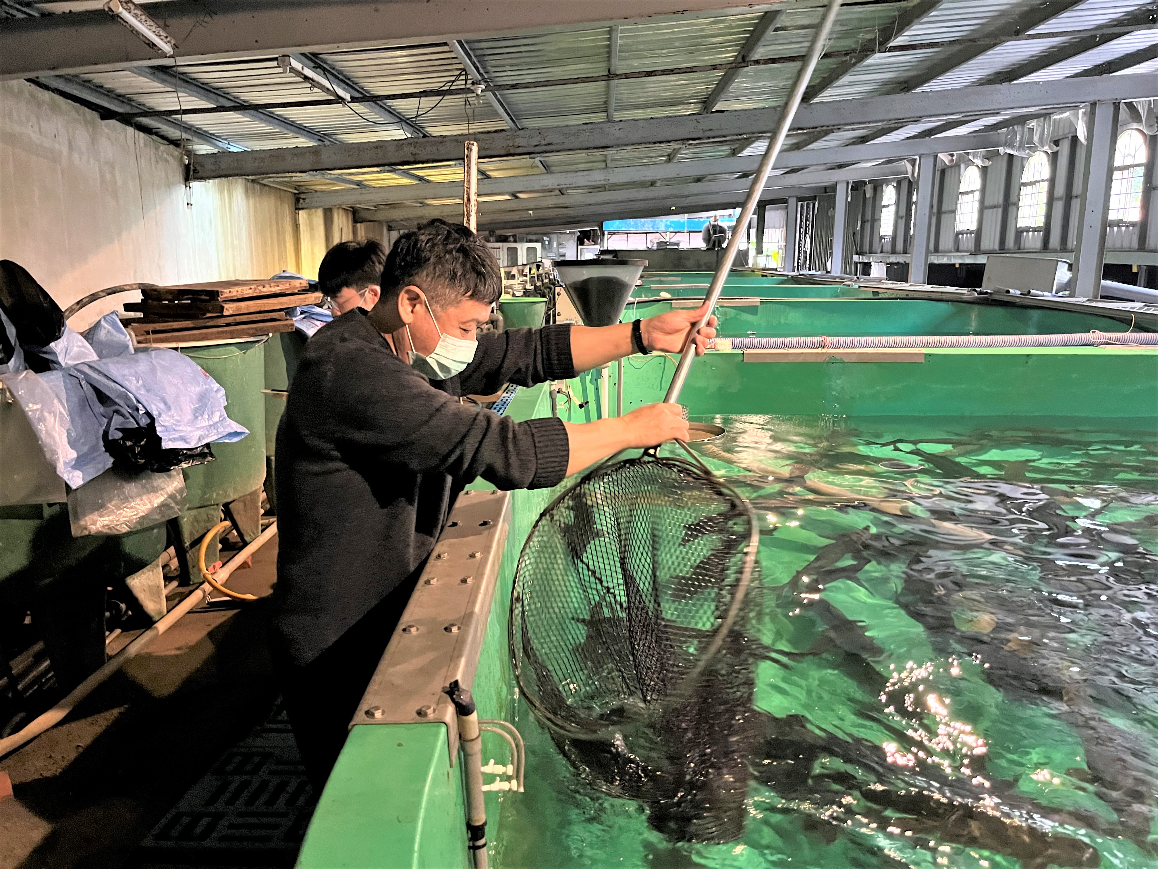 新北檢驗本地養殖水產品全合格　民眾春節可安心嘗鮮