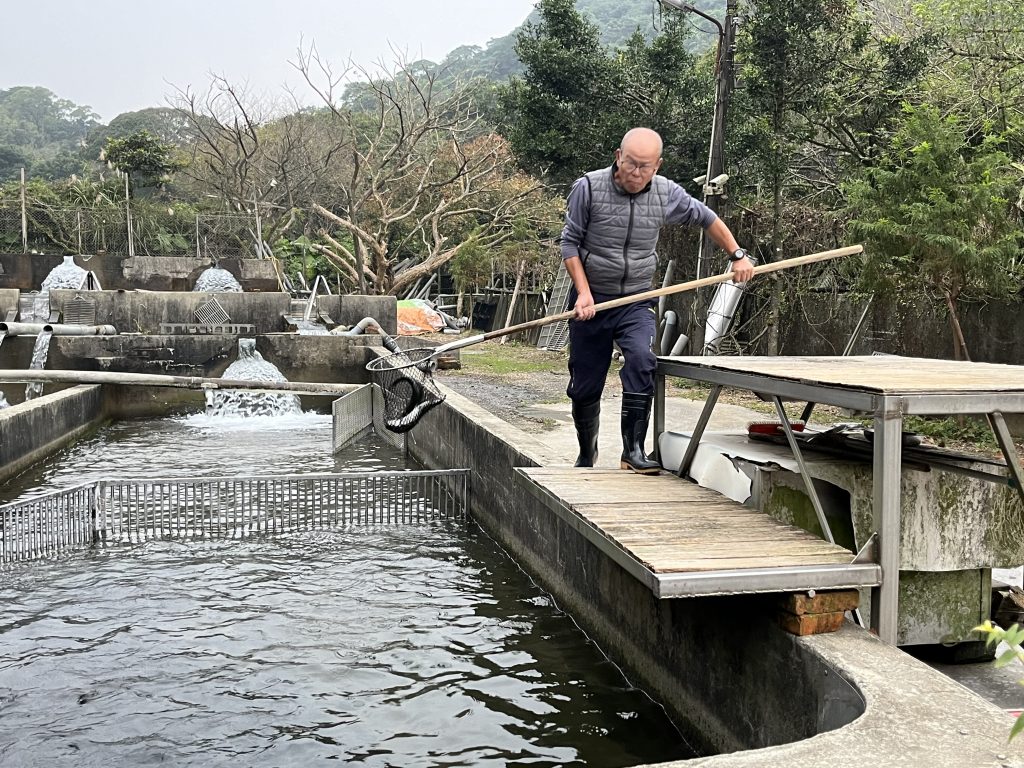 養殖業者配合鱒魚採樣送驗。(圖/新北市政府提供)