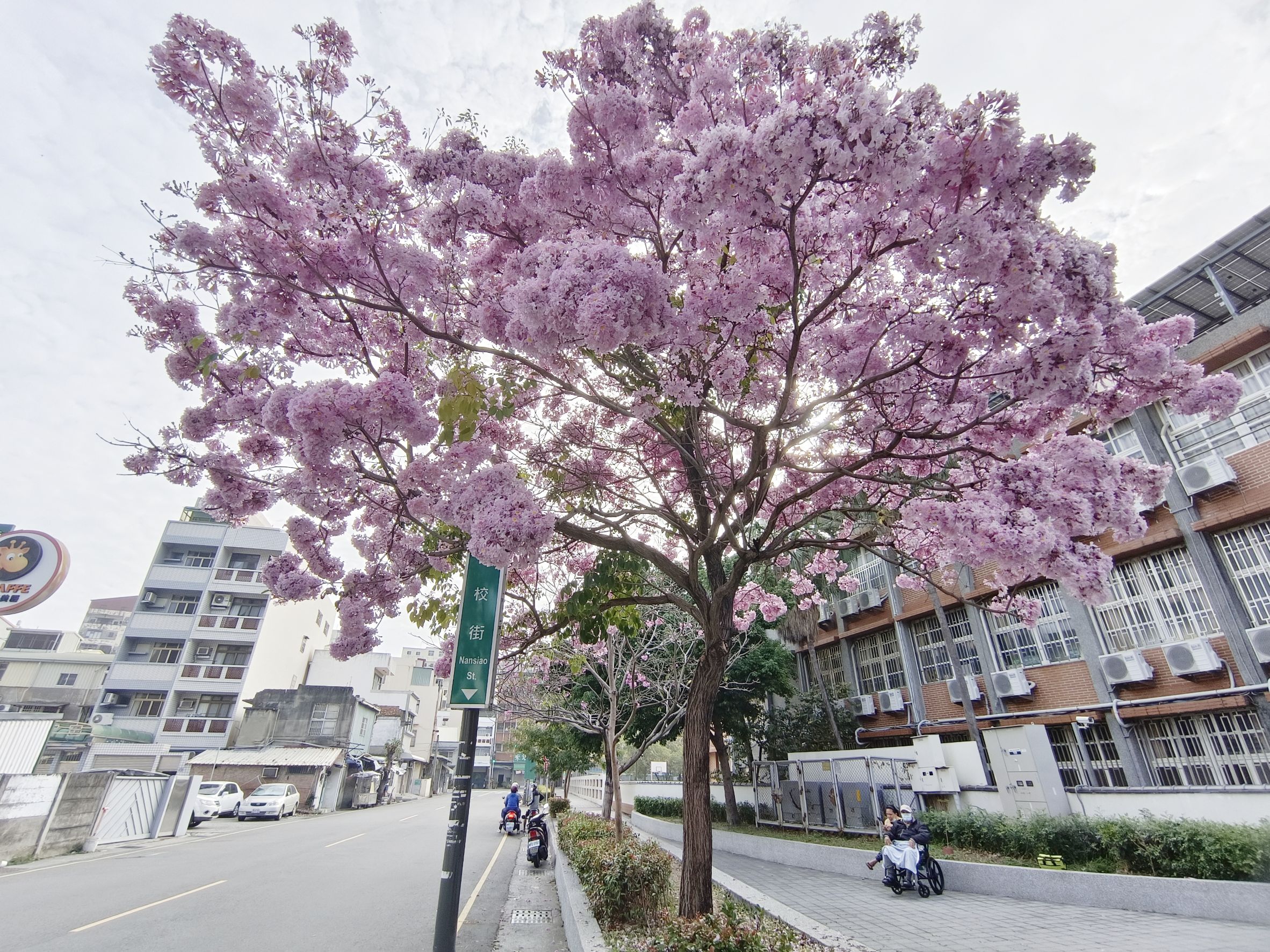 ▲彰化市南郭國小前的洋紅風鈴木大爆發，吸引大批遊客前來拍照，更有民眾包遊覽車專程前來攬勝打卡。（記者張溎壕翻攝）