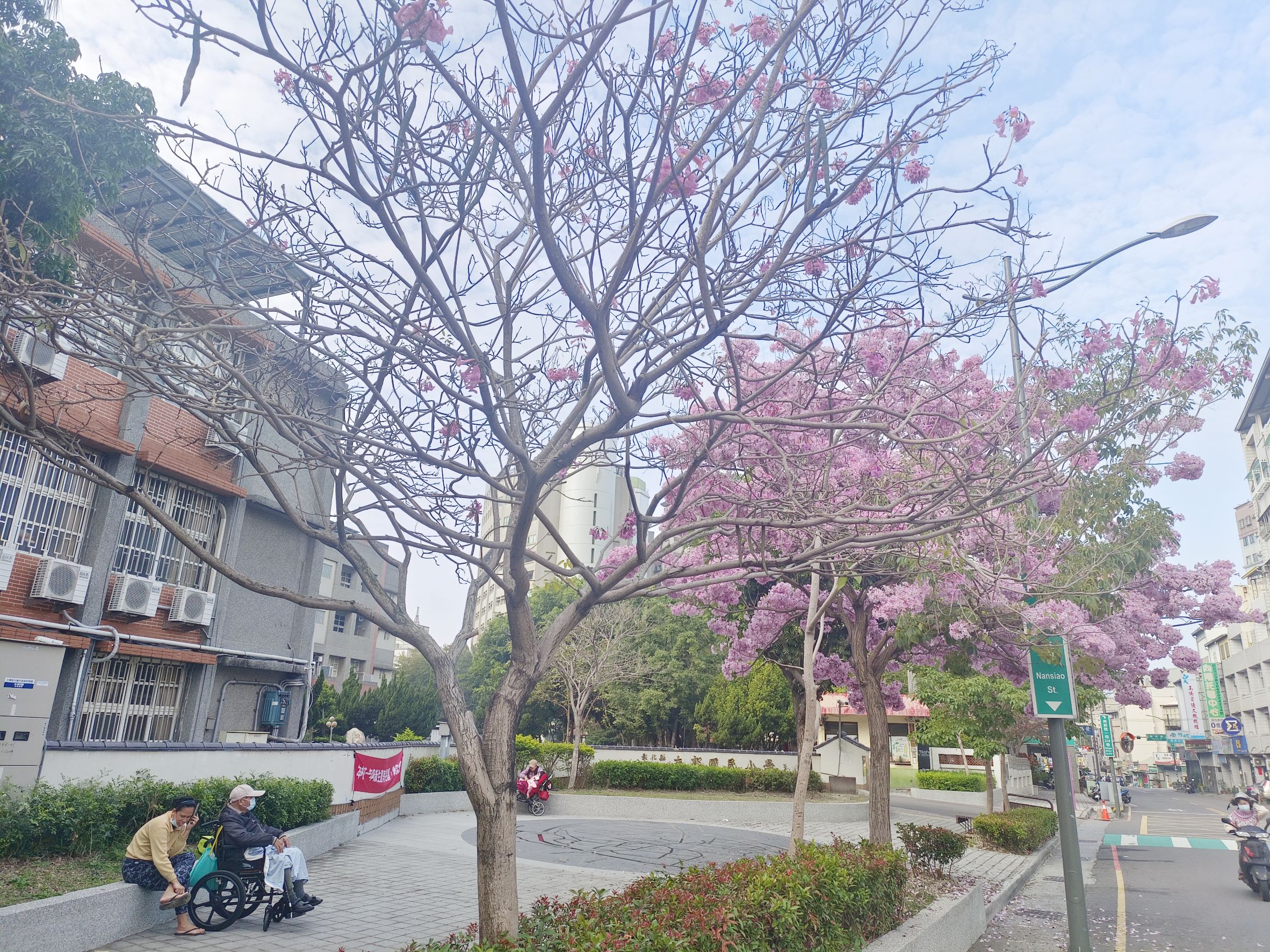 ▲彰化市南郭國小前的洋紅風鈴木大爆發，吸引大批遊客前來拍照，更有民眾包遊覽車專程前來攬勝打卡。（記者張溎壕翻攝）