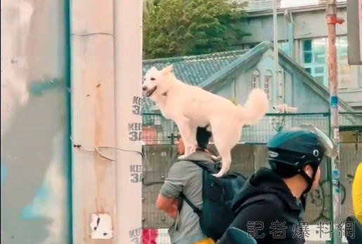 光華商場,遛狗,白狗,狗子王