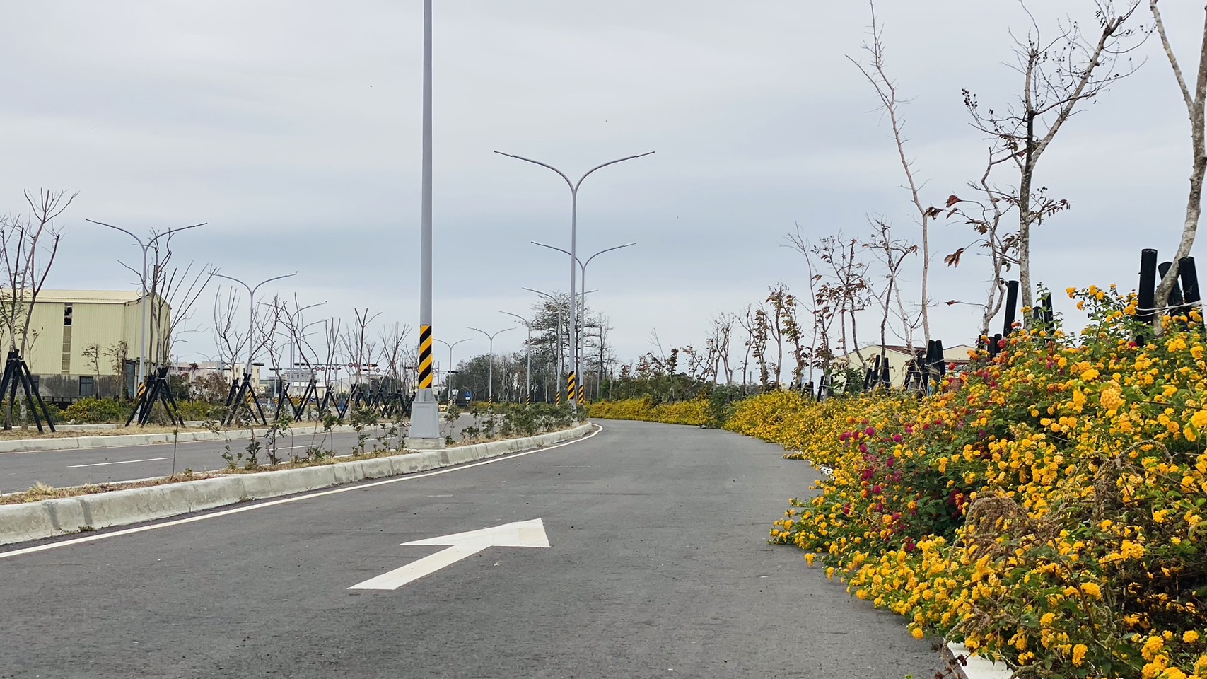 ▲景觀上以紫色為主色調，種植大花紫葳和藍花楹，搭配路面黃色馬纓丹，待花期開始後將會成為浪漫的紫色公路。(記者陳雅琪攝)