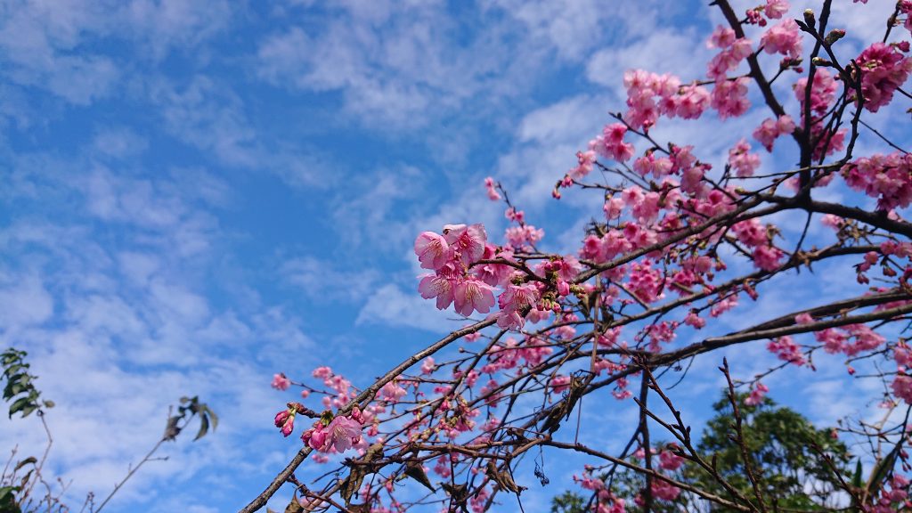 三芝賞山櫻走春趣。(圖/三芝區公所提供)三芝