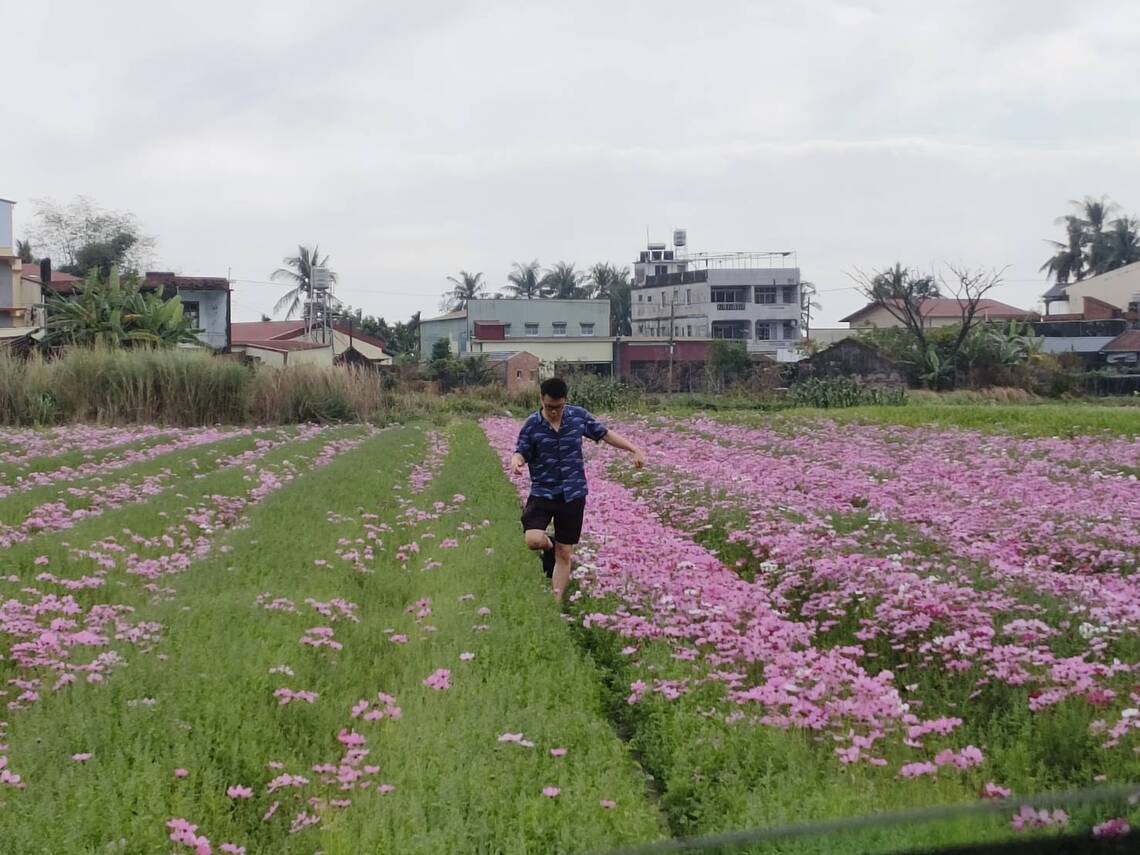 美濃杉林一帶,高雄市春節花田甚美