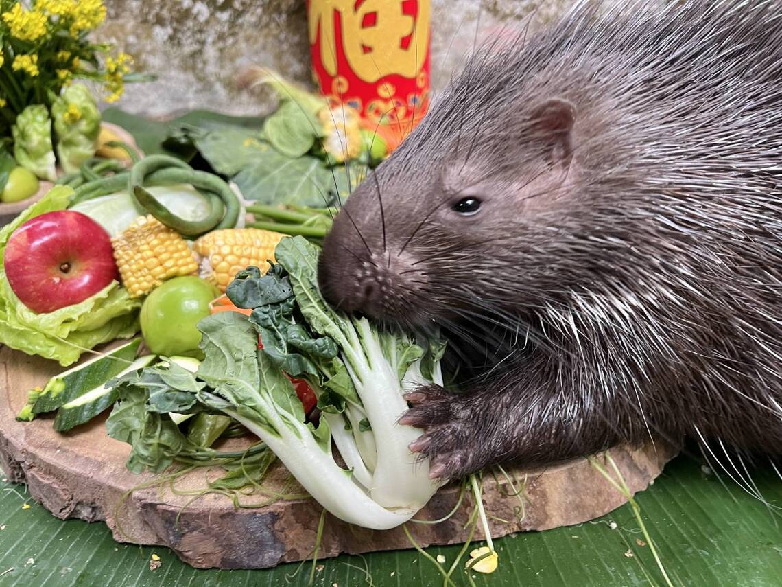 漾新聞|為動物年節加菜 壽山動物園動物爆笑演出