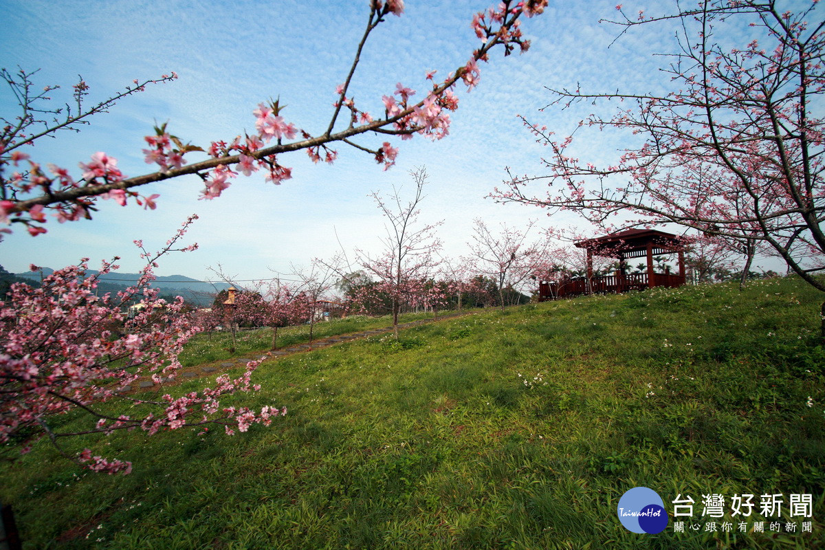 竹夢森活於石馬公園櫻花樹下舉辦。（縣府提供）