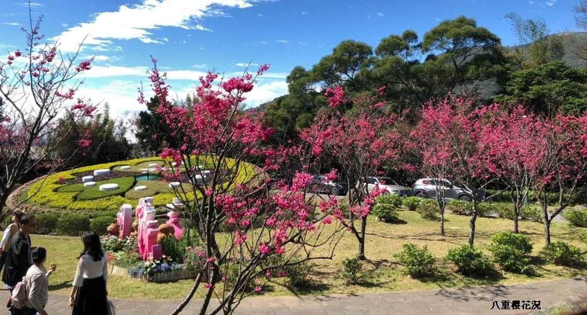 陽明山花季2/7開跑 櫻花盛放處處開 花季為期40天 杜鵑、水仙、紫藤不讓專美