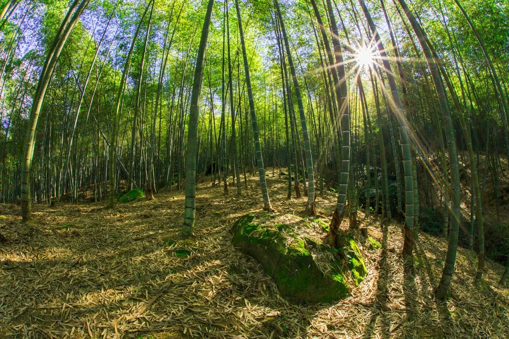小半天竹夢森活節即將登場 邀請千人櫻花樹下享用竹筒飯