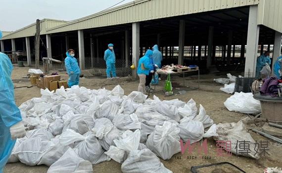 雲林禽流感疫情延燒 呼籲禽農務必提高警覺