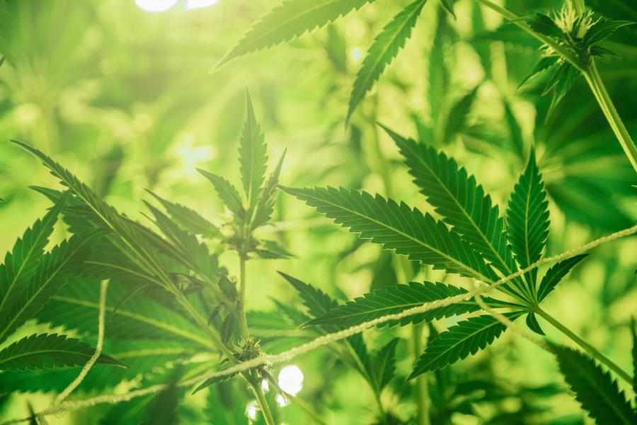 【臺灣調查網】全球民調/美國 不想被叫大麻煩!美民調稱 國人現多盼綠色經濟作物合法化 250 Joel Muniz Snwvlzk0vr0 Unsplash