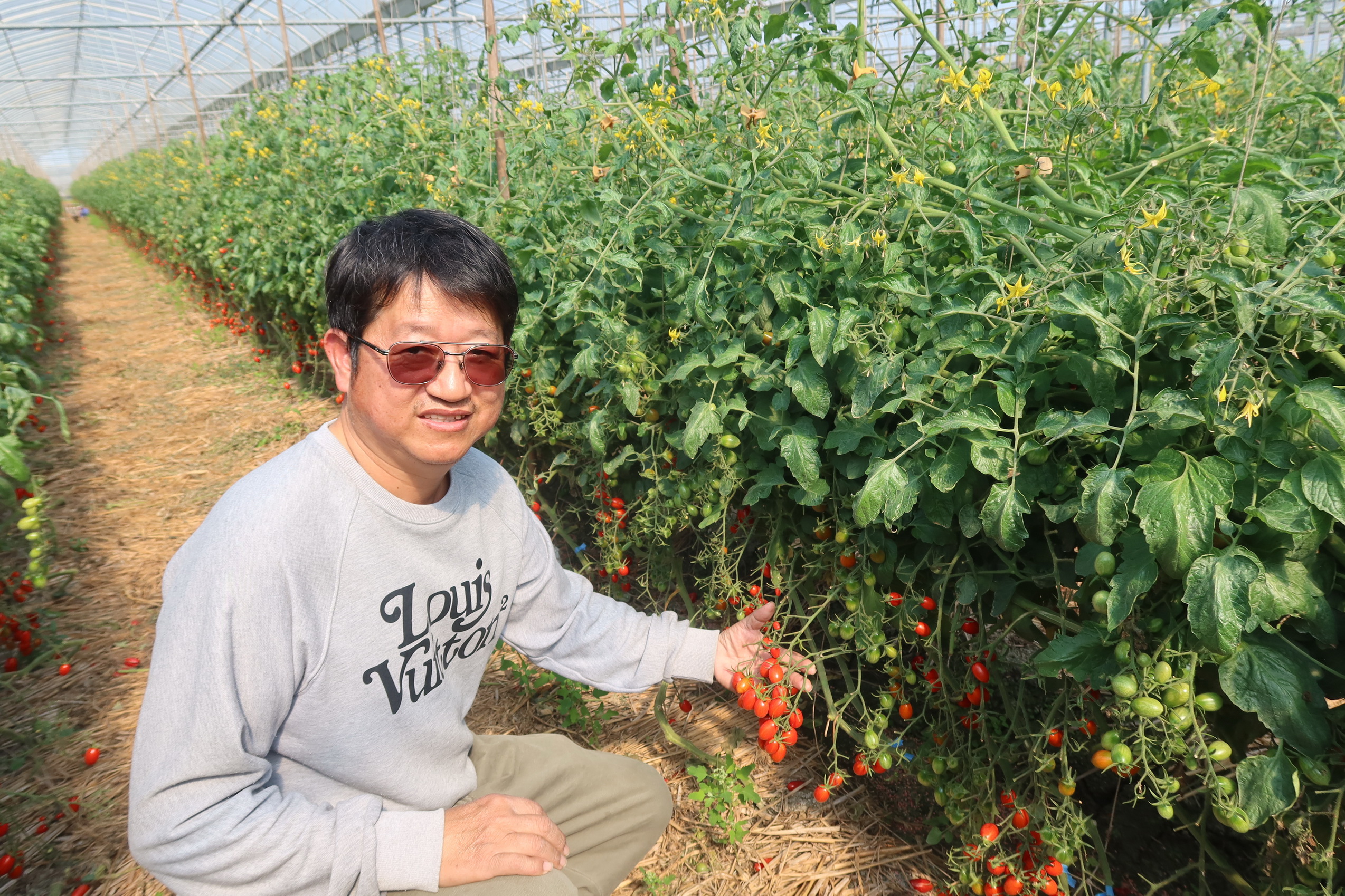 ▲相揪來去，新春期間，為了讓民眾享受探果樂趣，北斗青果生產合作社在新春期間開放採果，增添了過年好去處。（記者張溎壕攝）