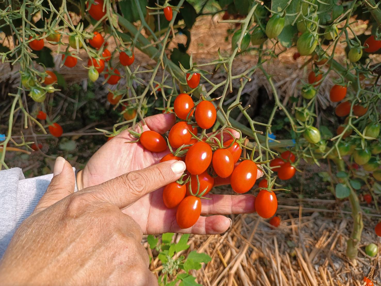 ▲成串顏色鮮紅的玉女蕃茄，令人忍不住想大快朵頤。（記者張溎壕攝）