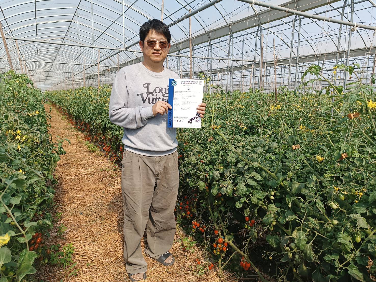 ▲塗溢利種植的玉女蕃茄具生產履歷，以無毒種植，讓消費者吃得安心。（記者張溎壕攝）