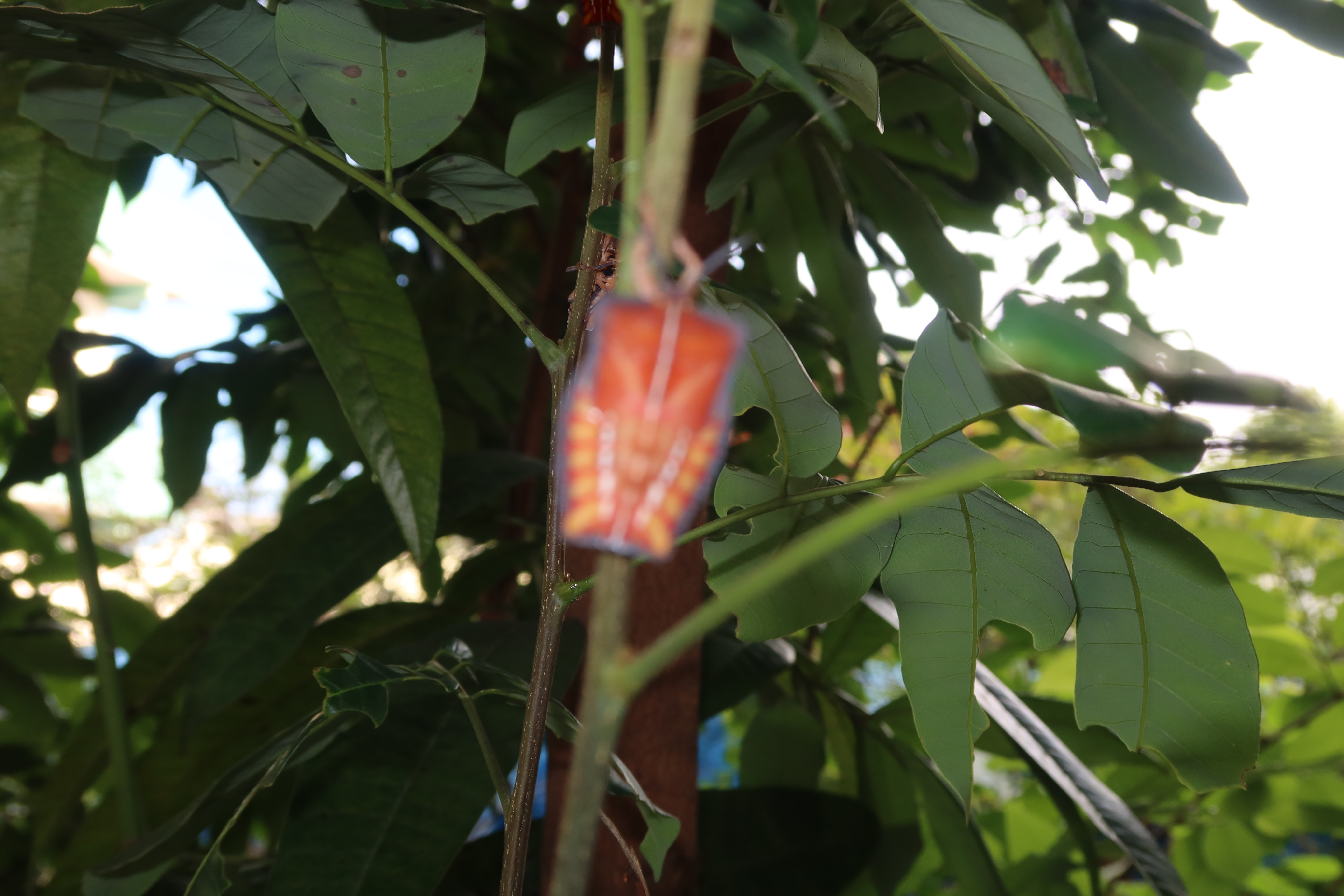 ▲正值荔枝椿象越冬成蟲甦醒時間，為有效防治、控管荔枝椿象族群，彰化縣政府建議農友配合於共同防治時期進行區域整合防治。（記者張溎壕攝）