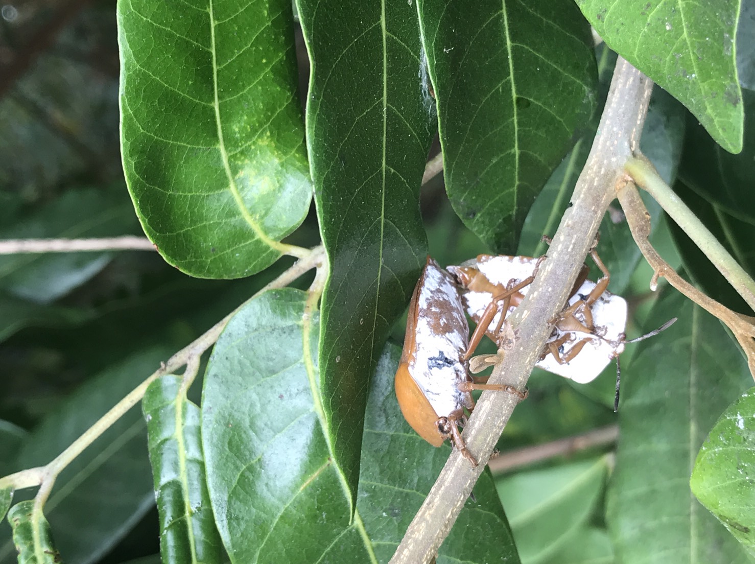 ▲正值荔枝椿象越冬成蟲甦醒時間，為有效防治、控管荔枝椿象族群，彰化縣政府建議農友配合於共同防治時期進行區域整合防治。（記者張溎壕攝）