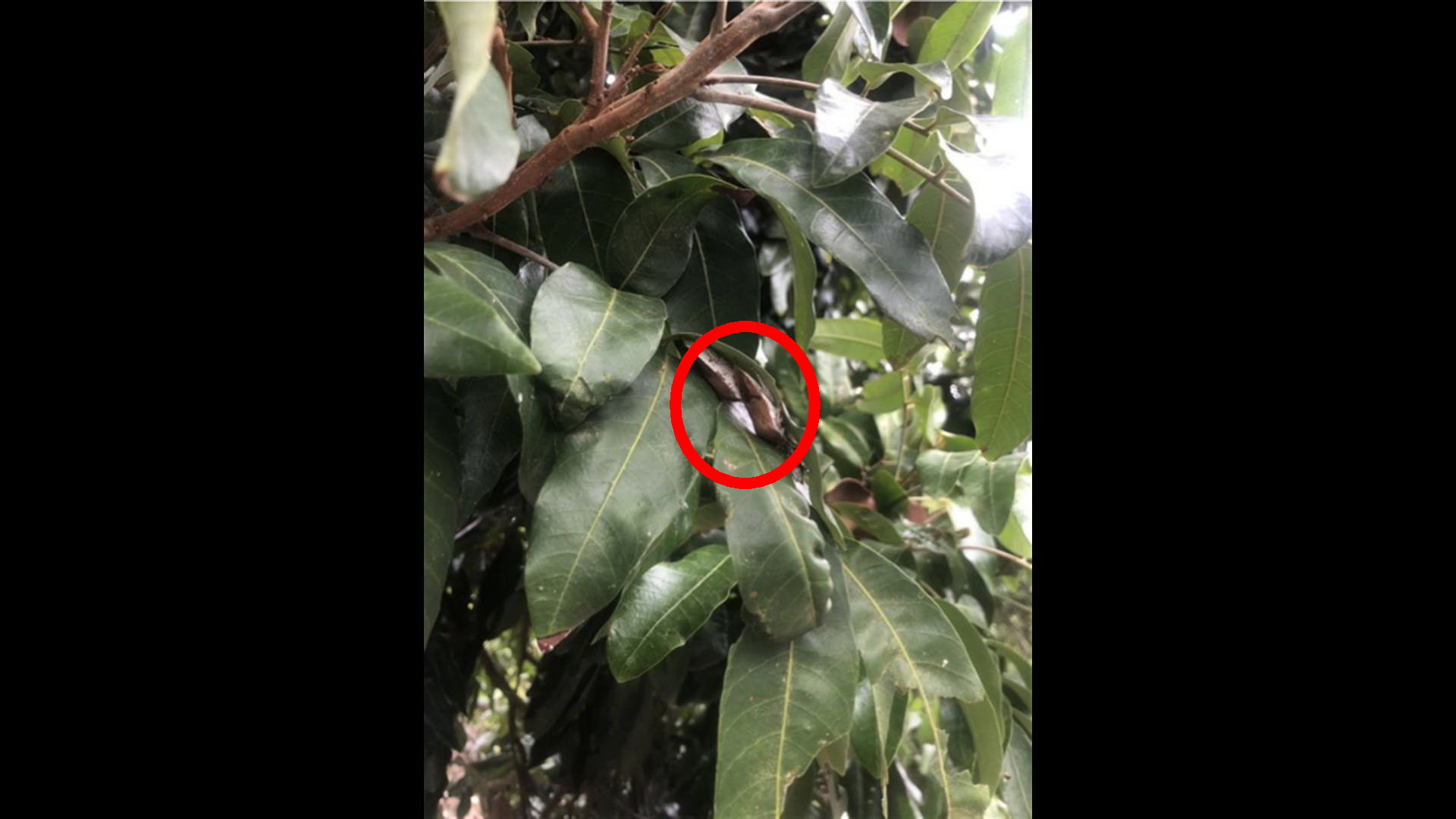 ▲正值荔枝椿象越冬成蟲甦醒時間，為有效防治、控管荔枝椿象族群，彰化縣政府建議農友配合於共同防治時期進行區域整合防治。（記者張溎壕攝）