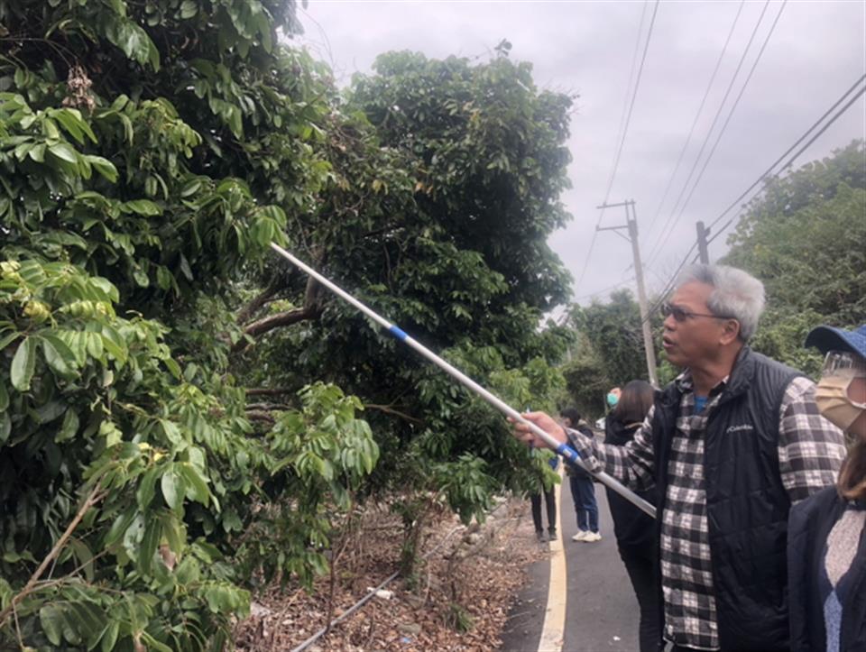 ▲正值荔枝椿象越冬成蟲甦醒時間，為有效防治、控管荔枝椿象族群，彰化縣政府建議農友配合於共同防治時期進行區域整合防治。（記者張溎壕攝）