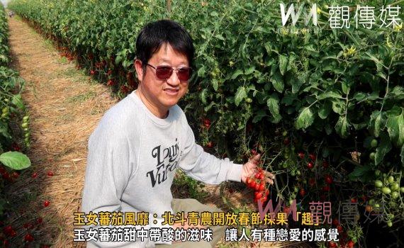 （有影片）／溫室培育玉女蕃茄　北斗青果生產合作打造新春採果新樂趣