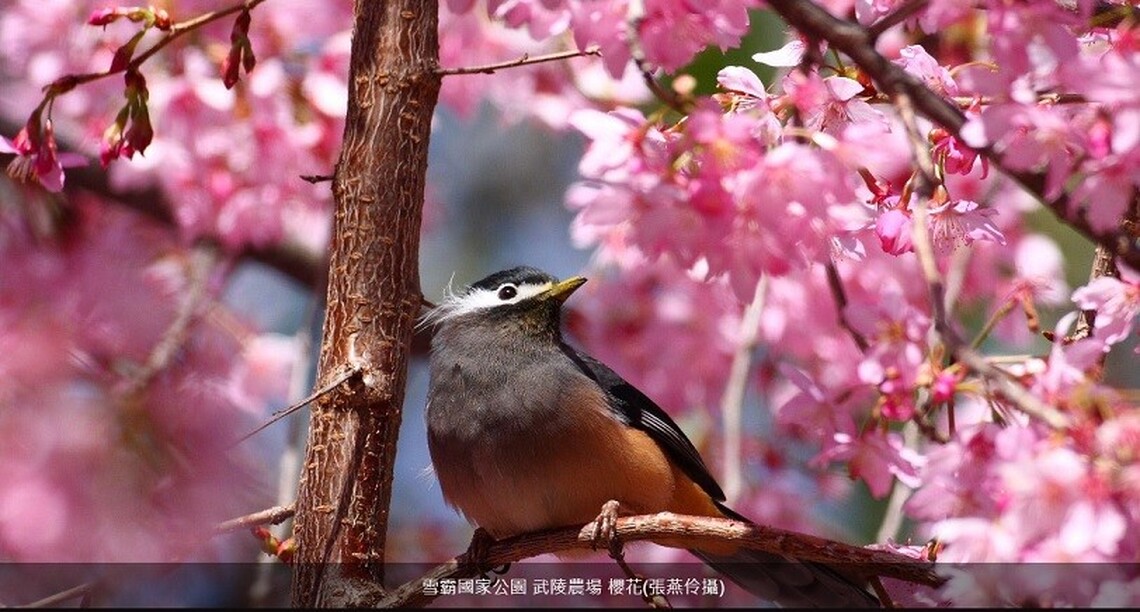 春節何處去 暢遊國家公園賞美景