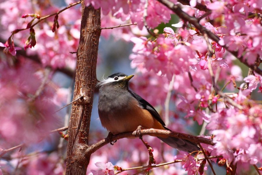 泡湯賞櫻看水鳥 國家公園邀暢遊7天連假 230 泡湯賞櫻看水鳥 國家公園邀暢遊7天連假 229