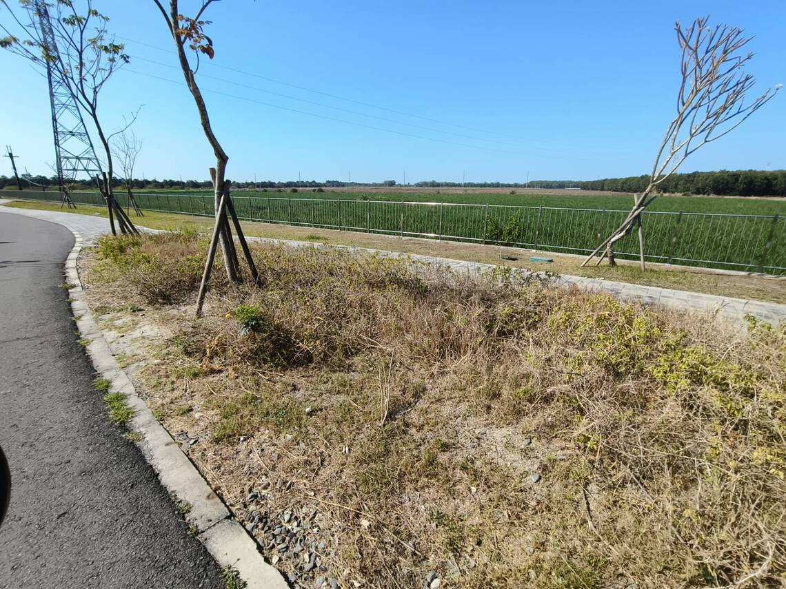 公園路樹,忍心讓它乾渴而死?屏東縣政府,請派人去整理,澆水救植物命