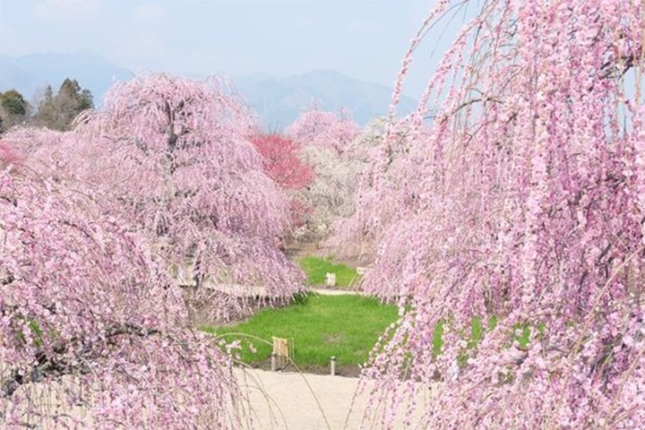 三重縣鈴鹿之森庭園栽植有200株枝垂梅。 圖:三重縣/提供