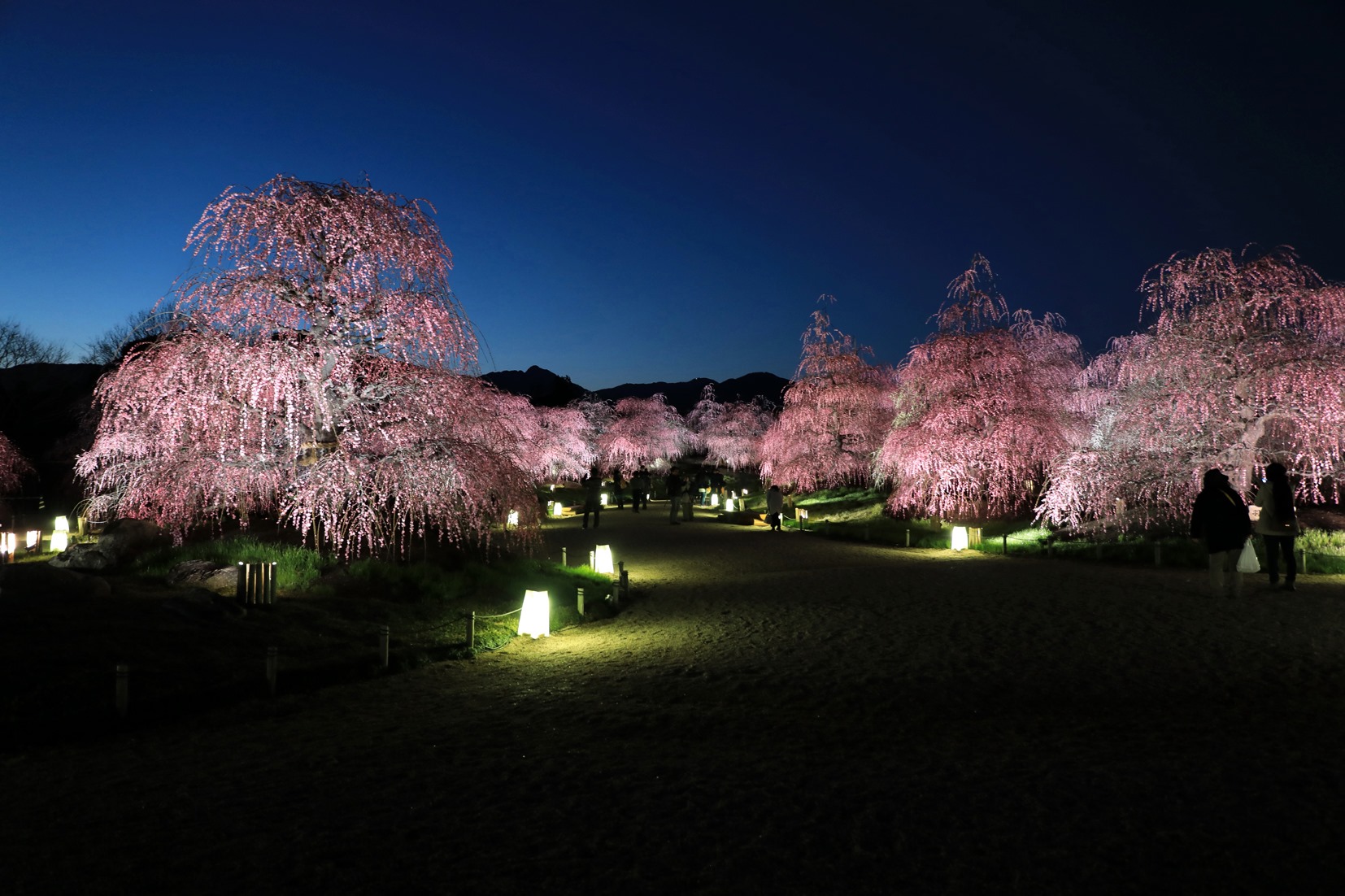 早春賞梅!日本三重縣鈴鹿之森庭園的枝垂梅林也太美