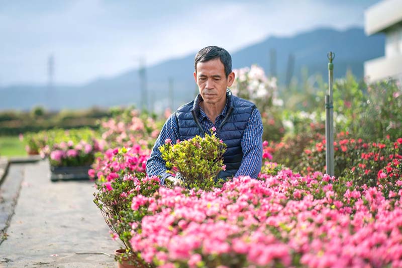 遊程將至蔡文生的茂生苗圃近距離欣賞杜鵑,學習杜鵑種植技巧,化身杜鵑職人。圖/新北市政府