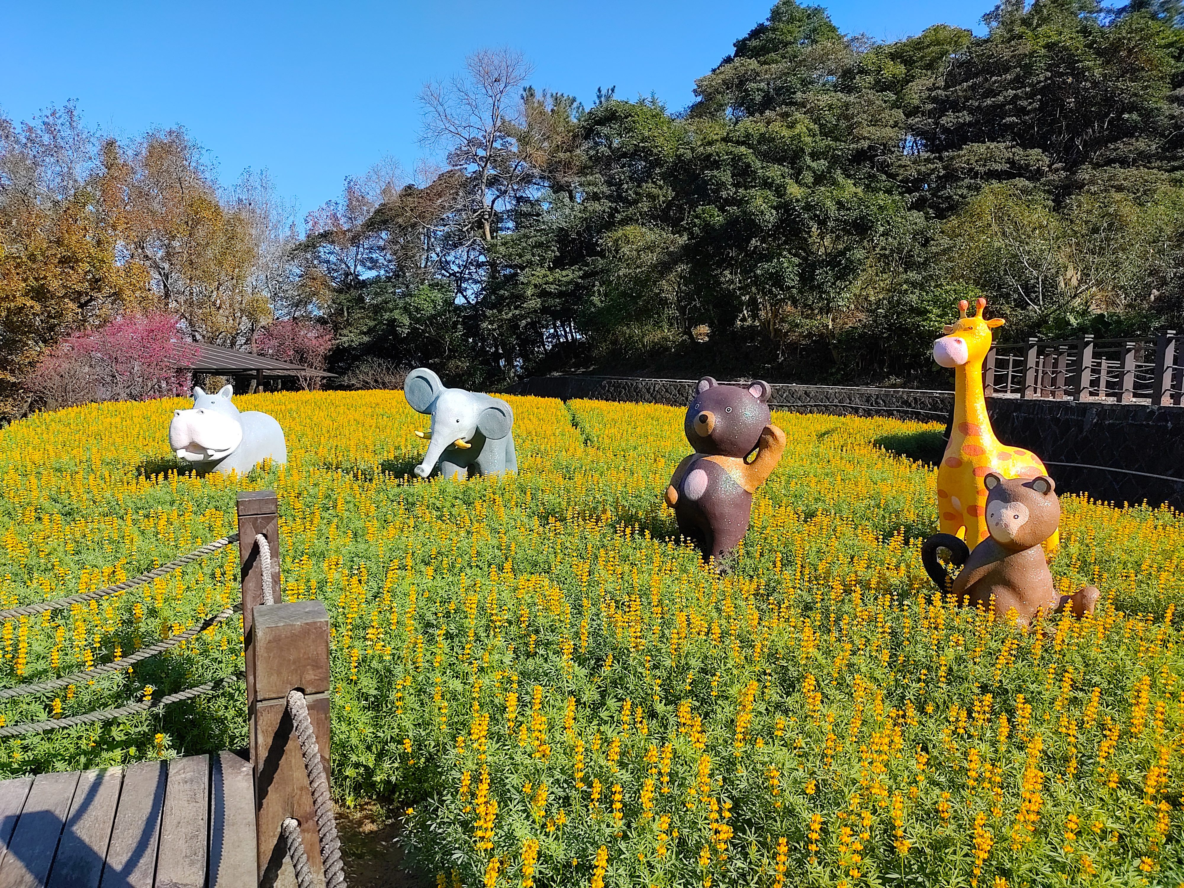 貓空樟樹步道魯冰花海謝幕倒數 快來一睹金春好風光
