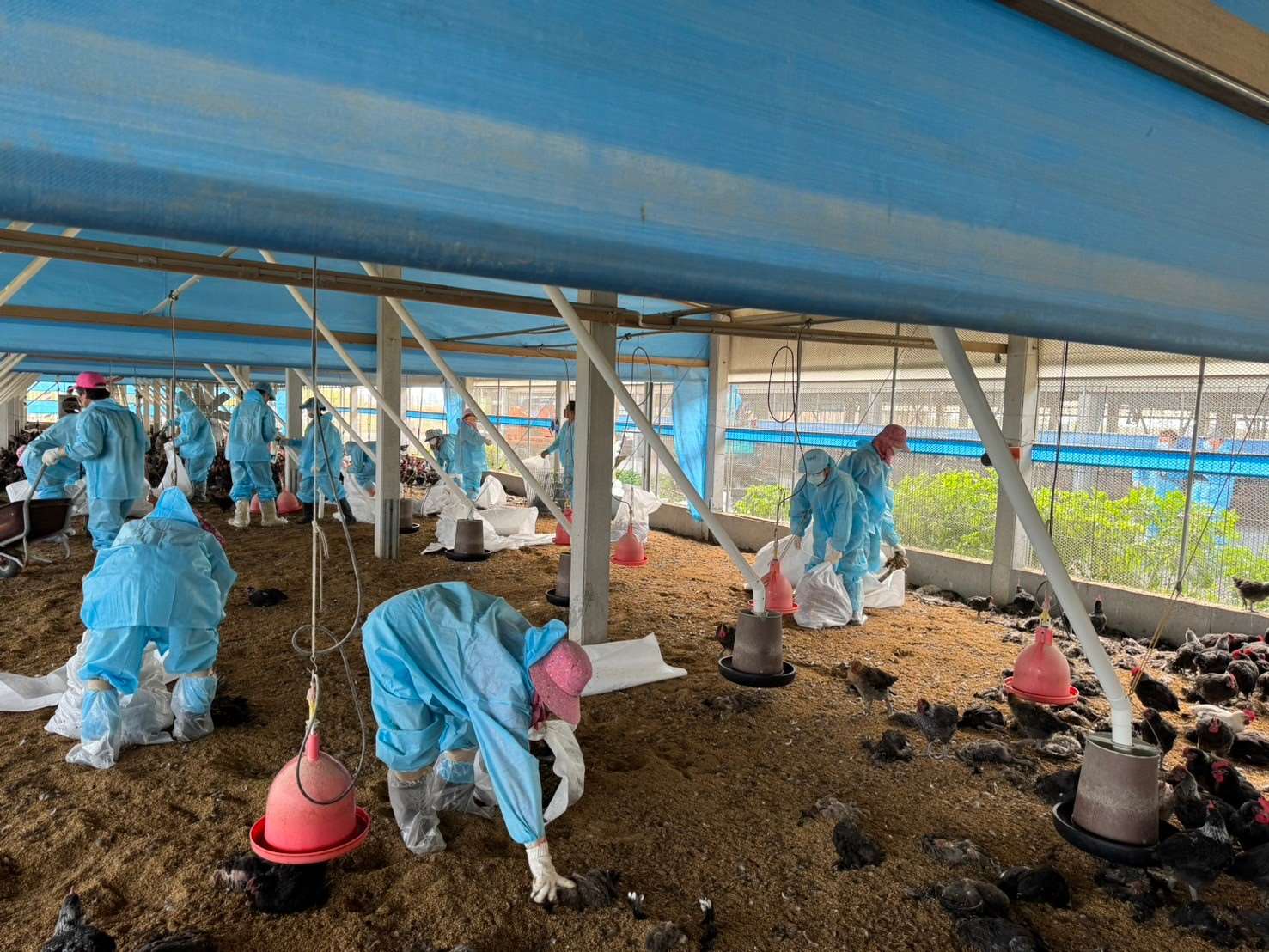 禽流感疫情升溫！雲林1土雞場爆發H5N1　緊急撲殺2.4萬隻
