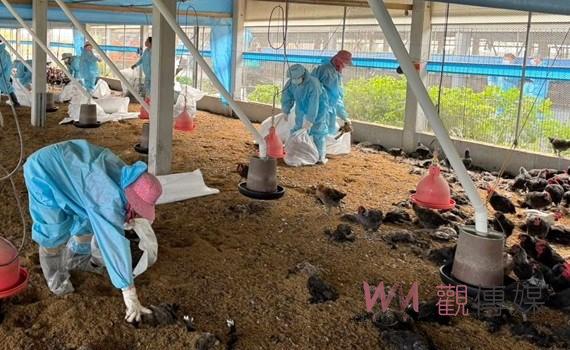 雲林縣禽流感疫持續升溫 今撲殺2萬4千多隻土雞