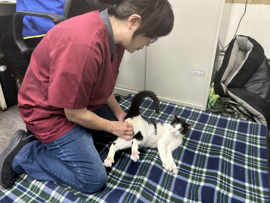 圖/獸醫師為莫內檢測四肢動脈狀況。(新北市政府動保處提供)