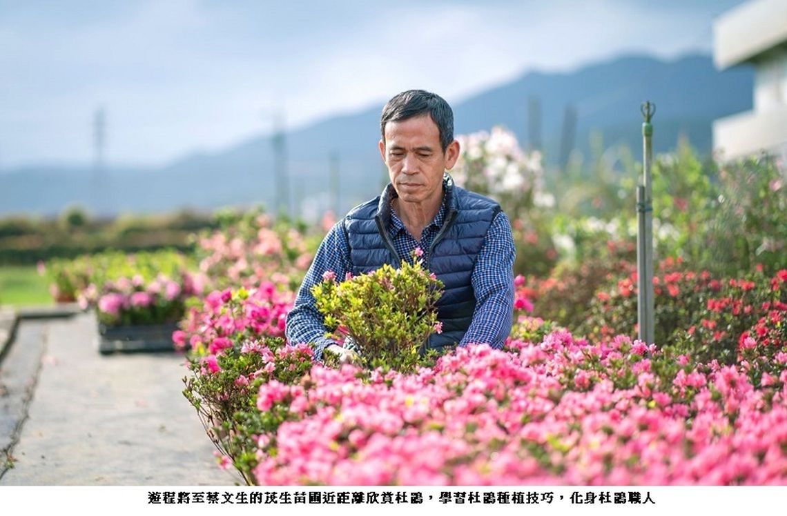 化身杜鵑職人 新北推萬金杜鵑職人體驗遊程