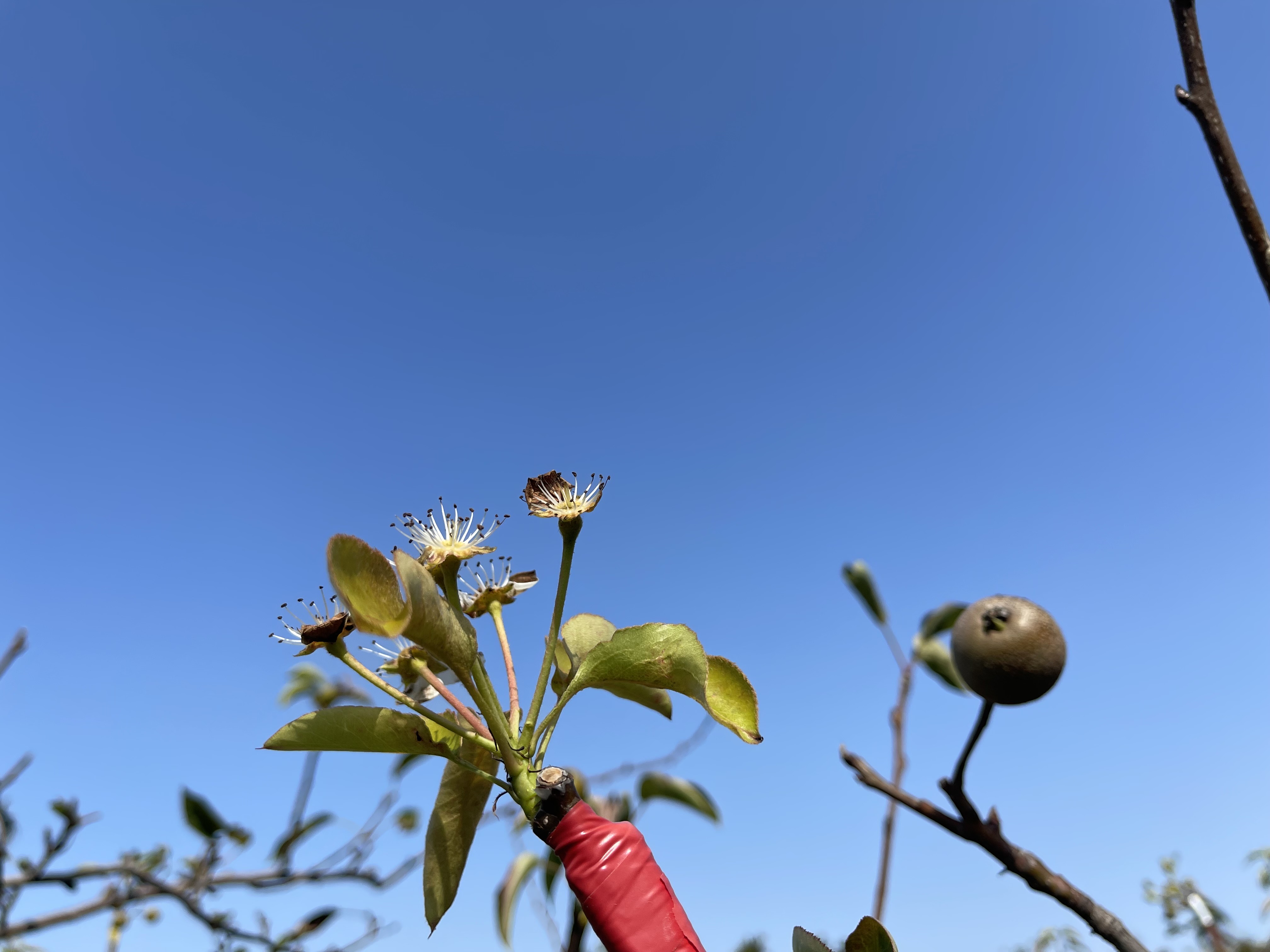 中市高接梨穗災損 農業局籲2/26前申請現金救助