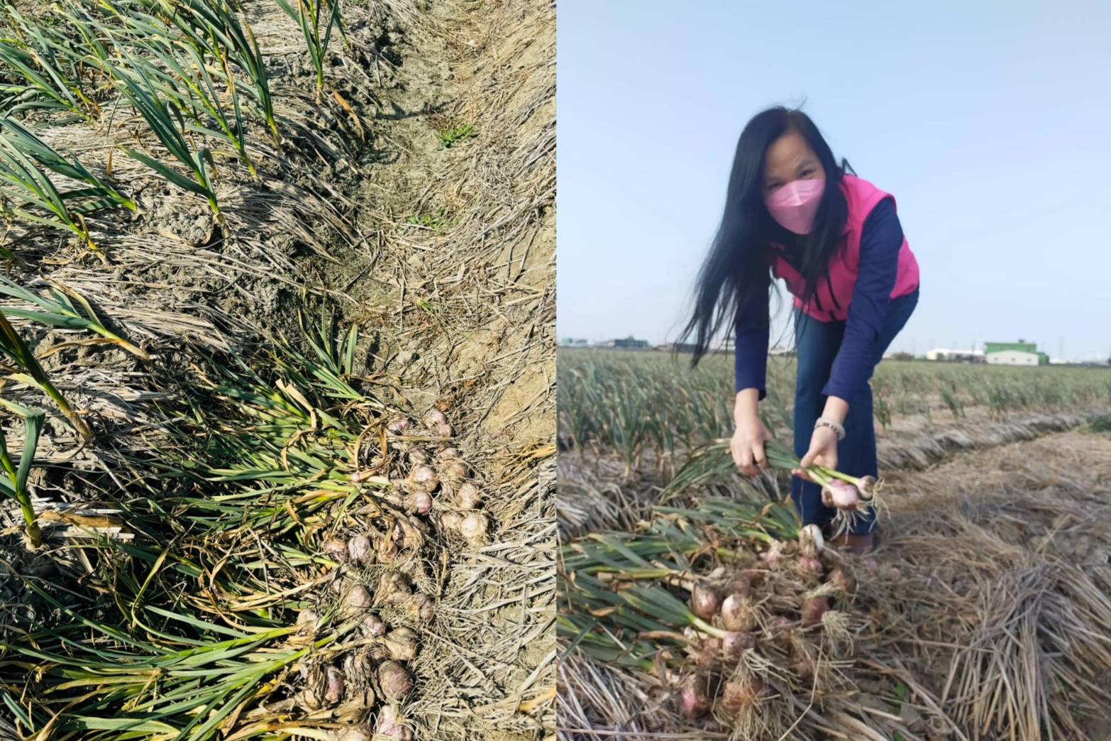 ▲伸港鄉的紅蒜頭進入了產期，因種植面積減少，在市場十分搶手，為防止宵小偷拔，縣議員賴清美邀請到蒜頭產區巡邏「護蒜」。（縣議員賴清美提供）