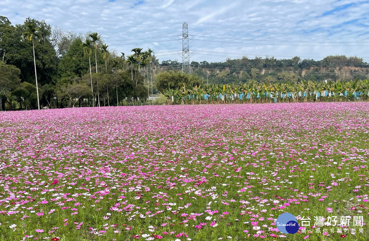 目前正值波斯菊盛開，名間鄉公所歡迎大家來賞花。（鄉公所提供）