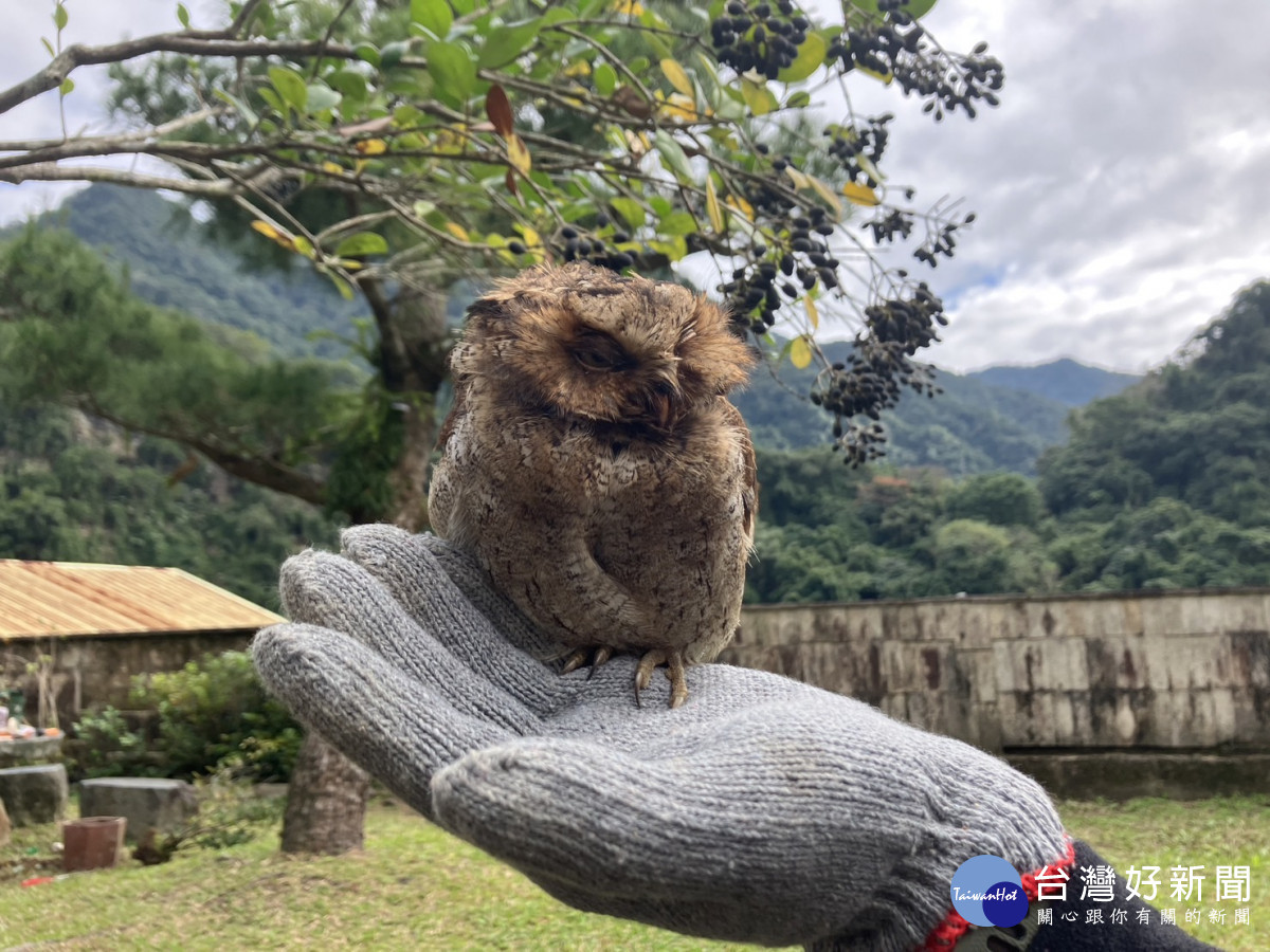 黃嘴角鴞(林業保育署新竹分署提供)