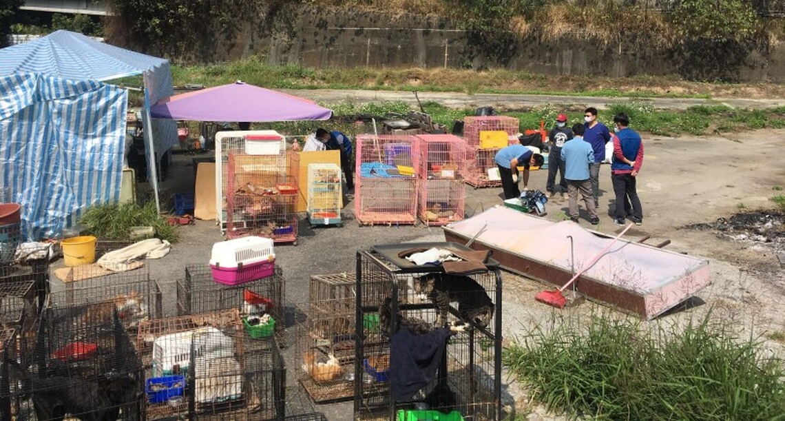 大量不當飼養犬貓 雲林縣府介入查處