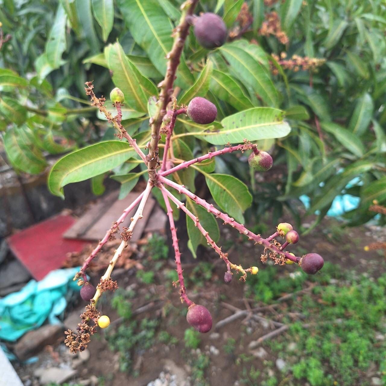 屏東縣芒果面臨病蟲害威脅 備戰防治措施