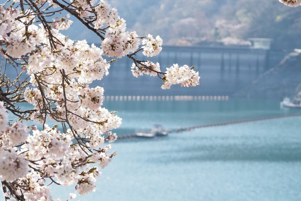 除了著名觀光賞櫻勝地,東京也有不少令人心動的賞櫻私房景點。(奧多摩觀光協會提供)