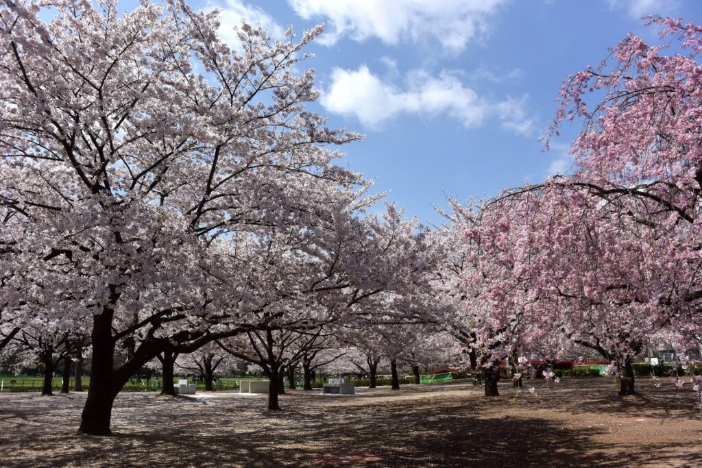 木場公園腹地廣大,栽種著各種不同的櫻花,美不勝收。(木場公園提供)