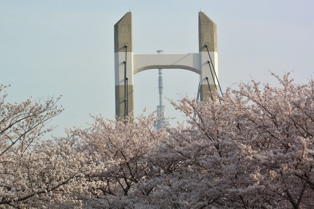 在木場公園可以捕捉到櫻花、木場大橋與東京晴空塔交疊的同框畫面。(木場公園提供)