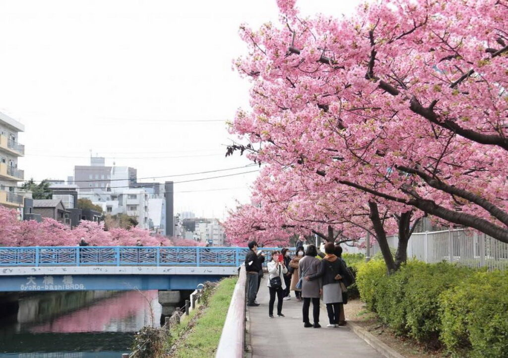 大横川沿岸約有80棵河津櫻,花期一直維持到3月中旬左右。(江東區提供)