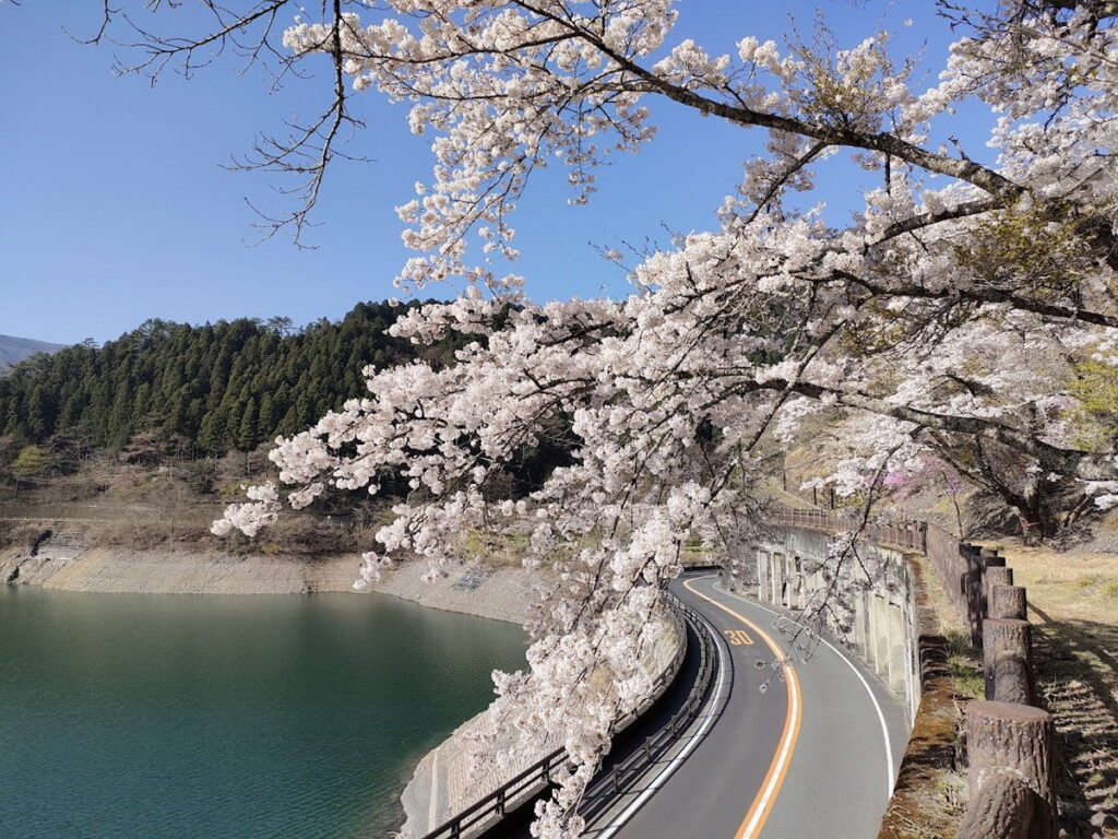奧多摩湖邊的櫻花盛開,可在步道上盡情觀賞,也適合駕車遊覽。(奧多摩觀光協會提供)