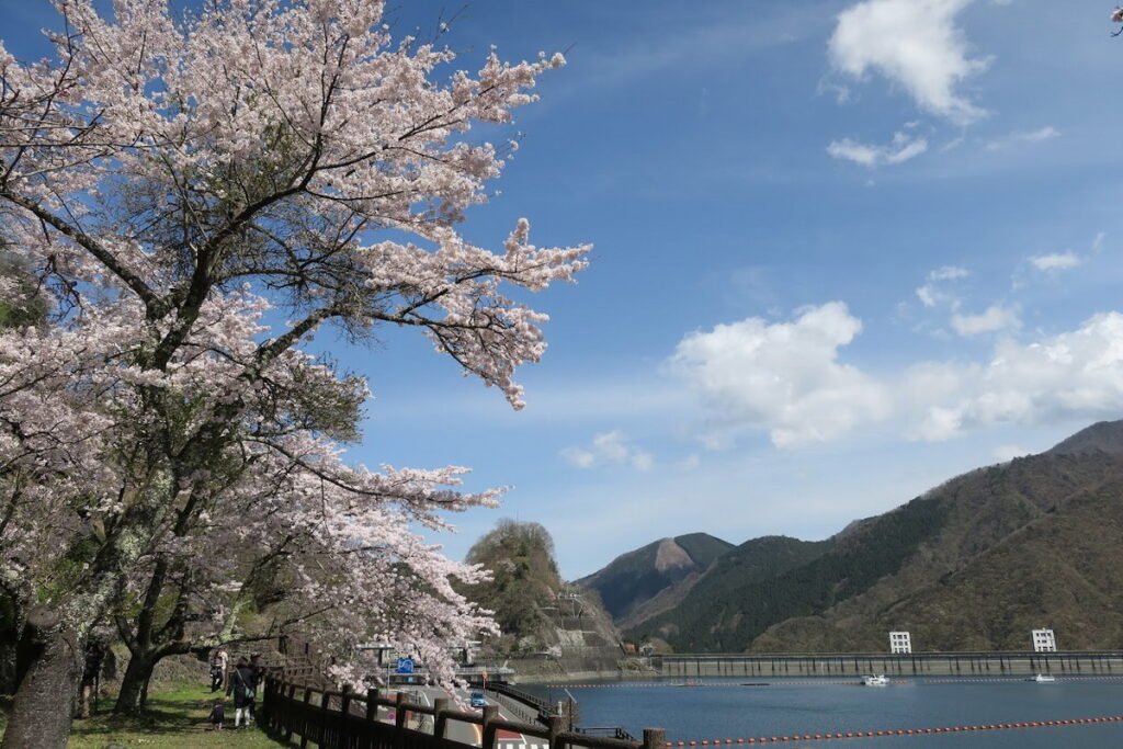 身處在大自然的奧多摩湖賞櫻,感受與都市中全然不同的樂趣。(奧多摩觀光協會提供)