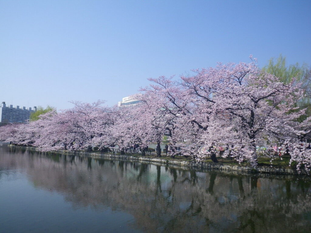 上野公園內的櫻花盛開景象極富魅力,夜間打燈也享有盛名。(東京觀光財團提供)