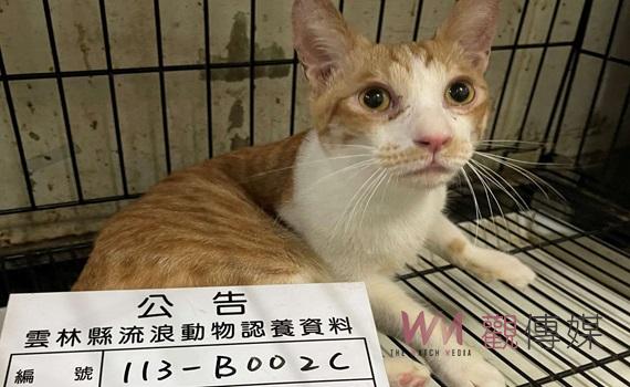 雲林不當飼養犬貓環境髒亂 縣府積極調查發現134隻犬貓